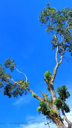 🍃