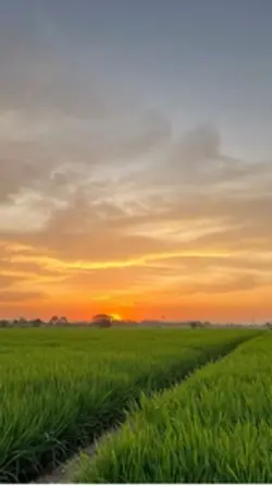 Wija tau peddi lellu