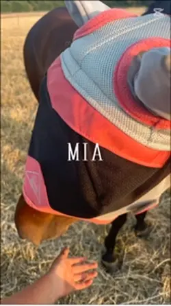 Horses