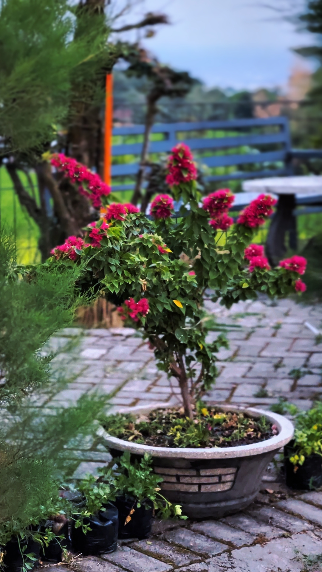 Cover Picture