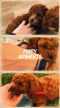Puppy moments