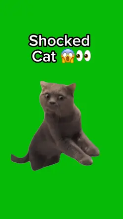 Shocked Cat