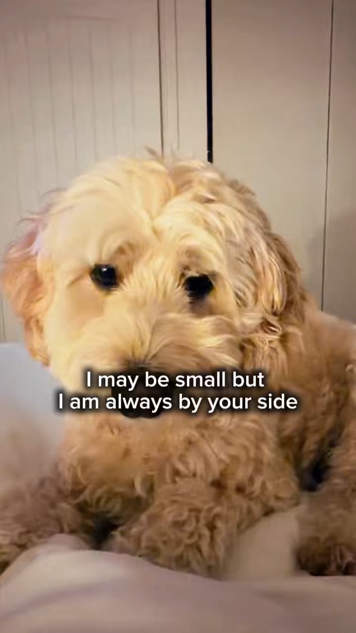Dog template 
