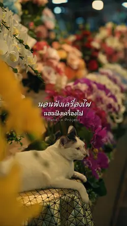 นอนฟังเครื่องไฟ