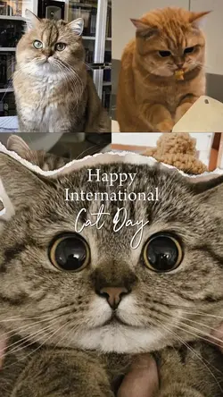International Cat
