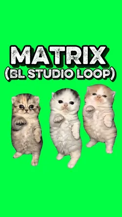 KITTENS MATRIX DANCE