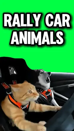 RALLY CAR ANIMALS