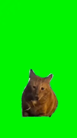 Cat meme