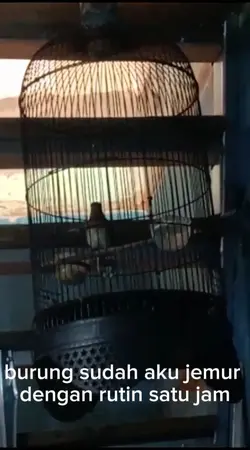 guru merawat burung 