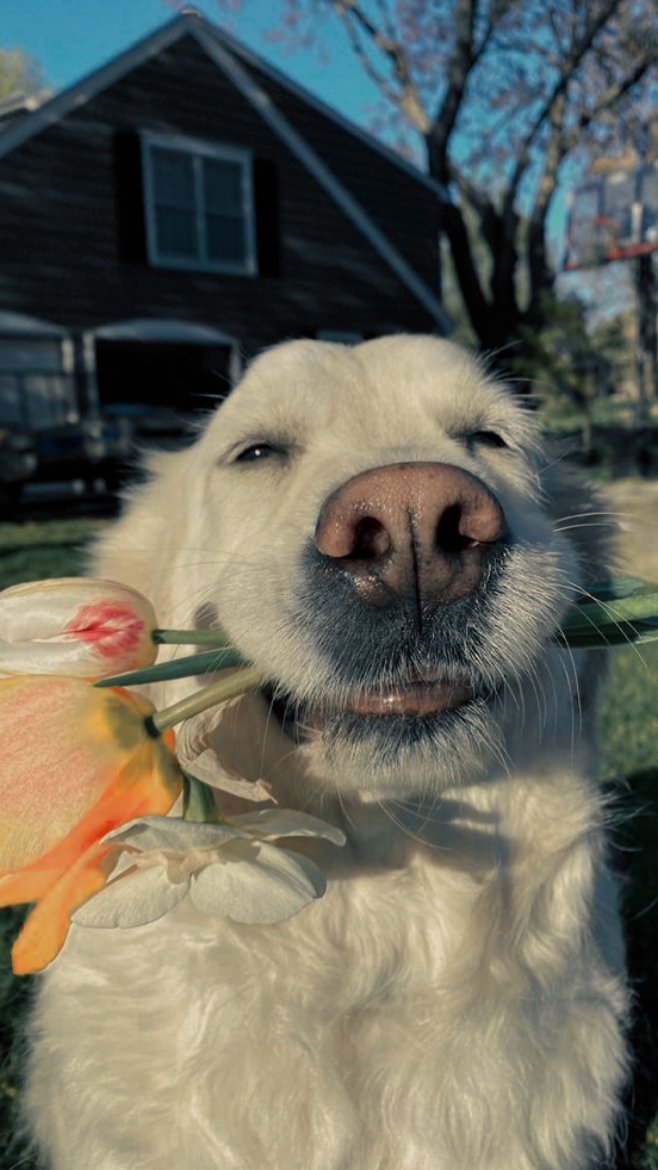 Dogs