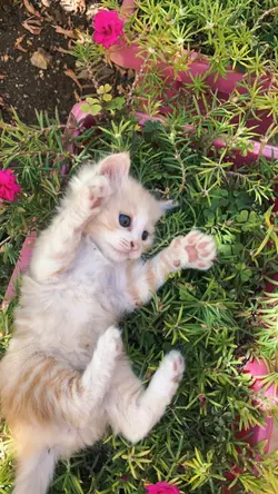 kupercaya hati kecil