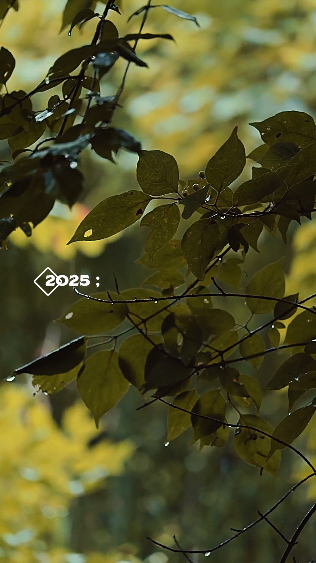 2025 vs. 2026