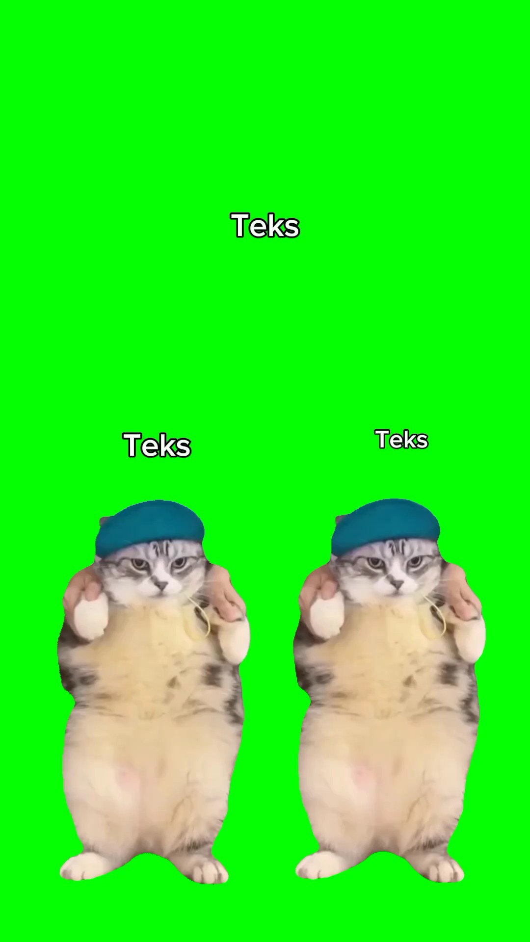 Pantalla verde de gato