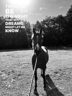 This maybe the night