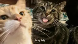 Be my baby