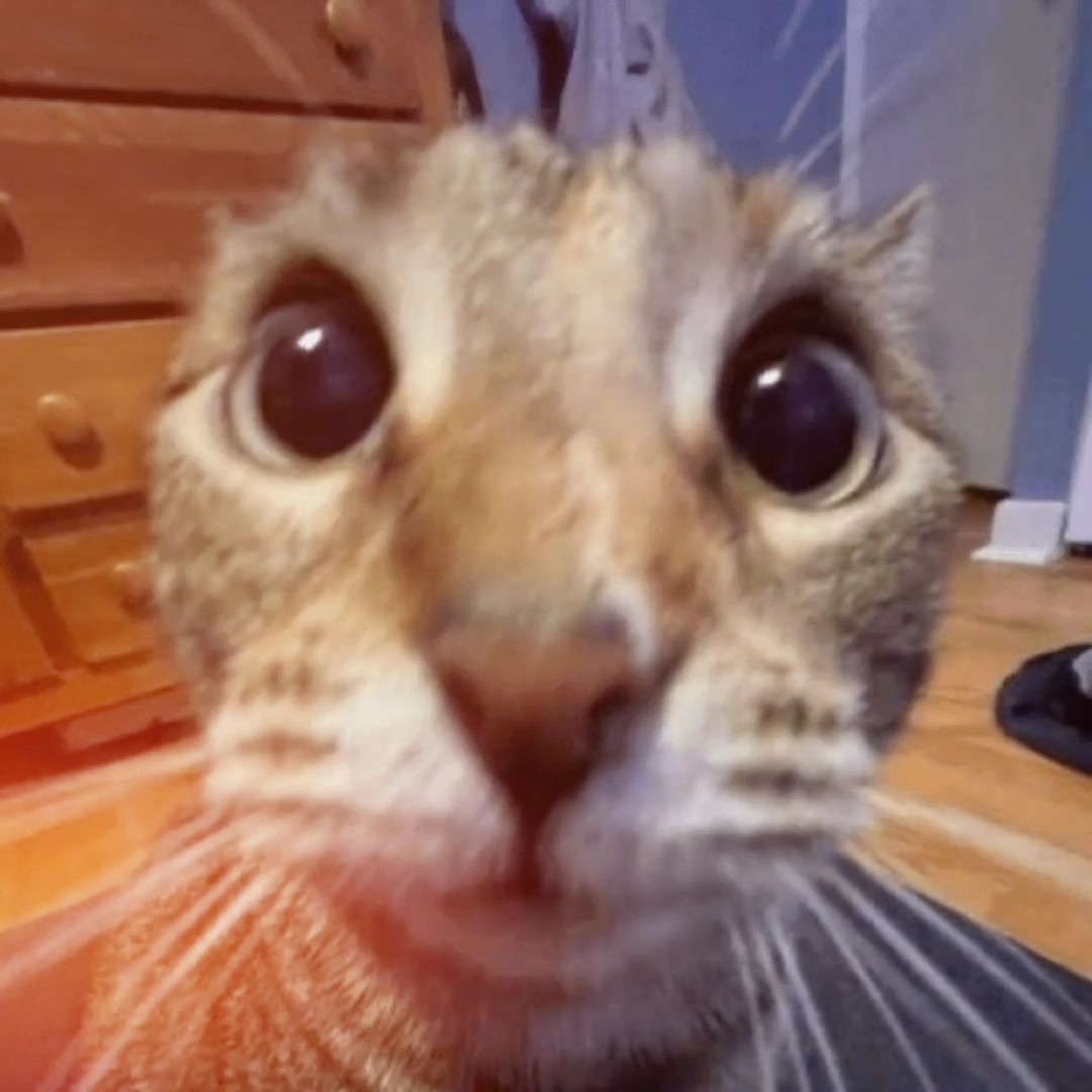 meow meow meow