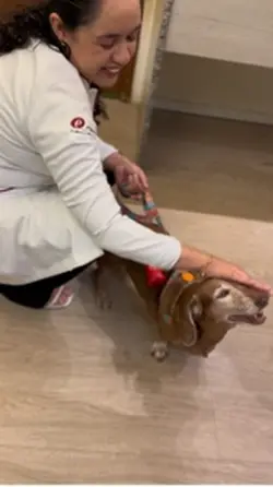 Consulta veterinária