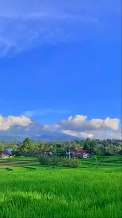 Pesona pesawahan