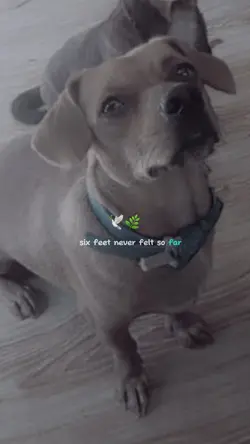 I lost my pet today