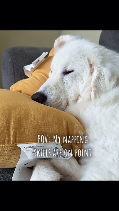 My Napping Skills 