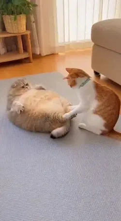 fat cat 