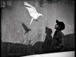খাঁচার বিতর অচি পাখি 🕊️