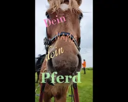 Dein Name dein Pferd