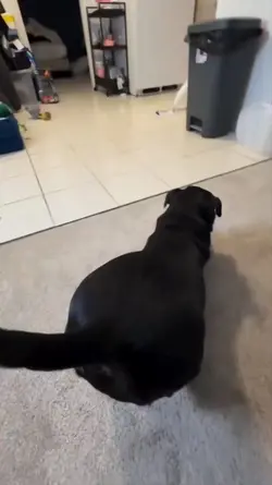 dog funny dance