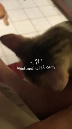 Vlog: Playing w/ cat