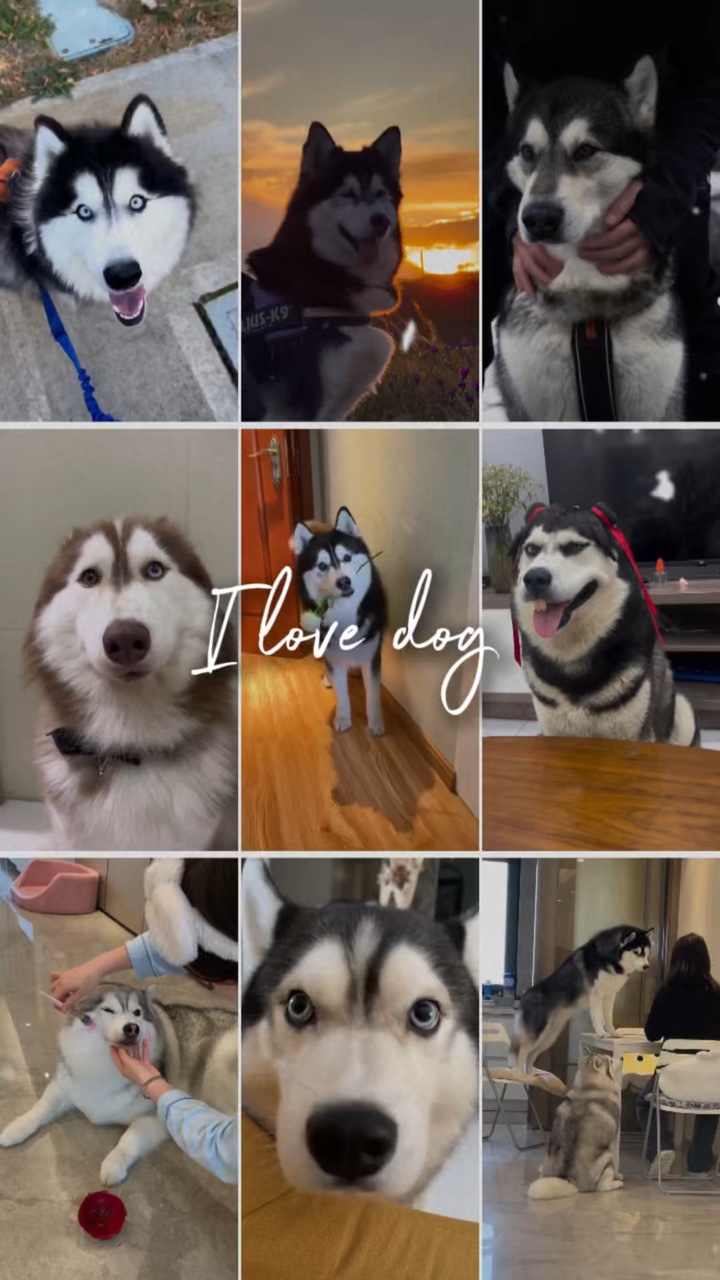 Amo a los perros 