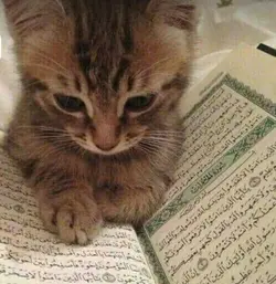KURAN OKUYAN KEDİ 