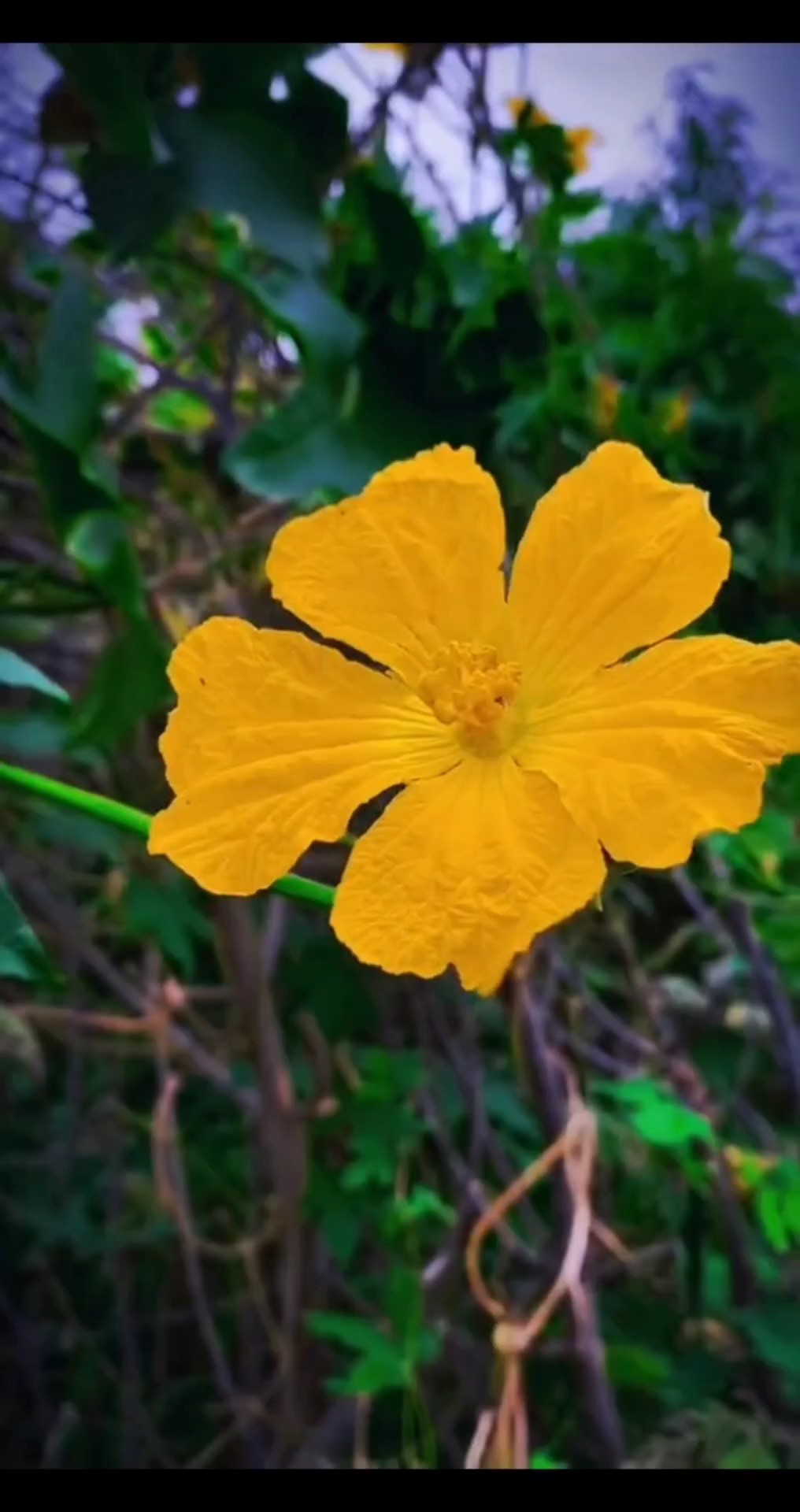 Gợi Nhớ Quê Hương