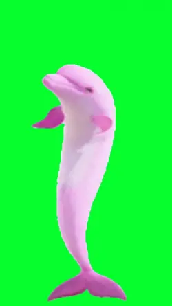 pink dolphin