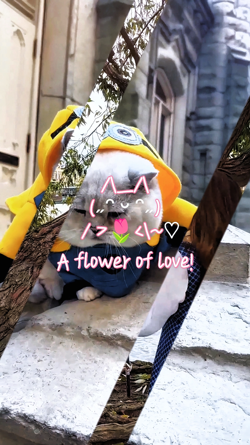 Una Flor De Amor