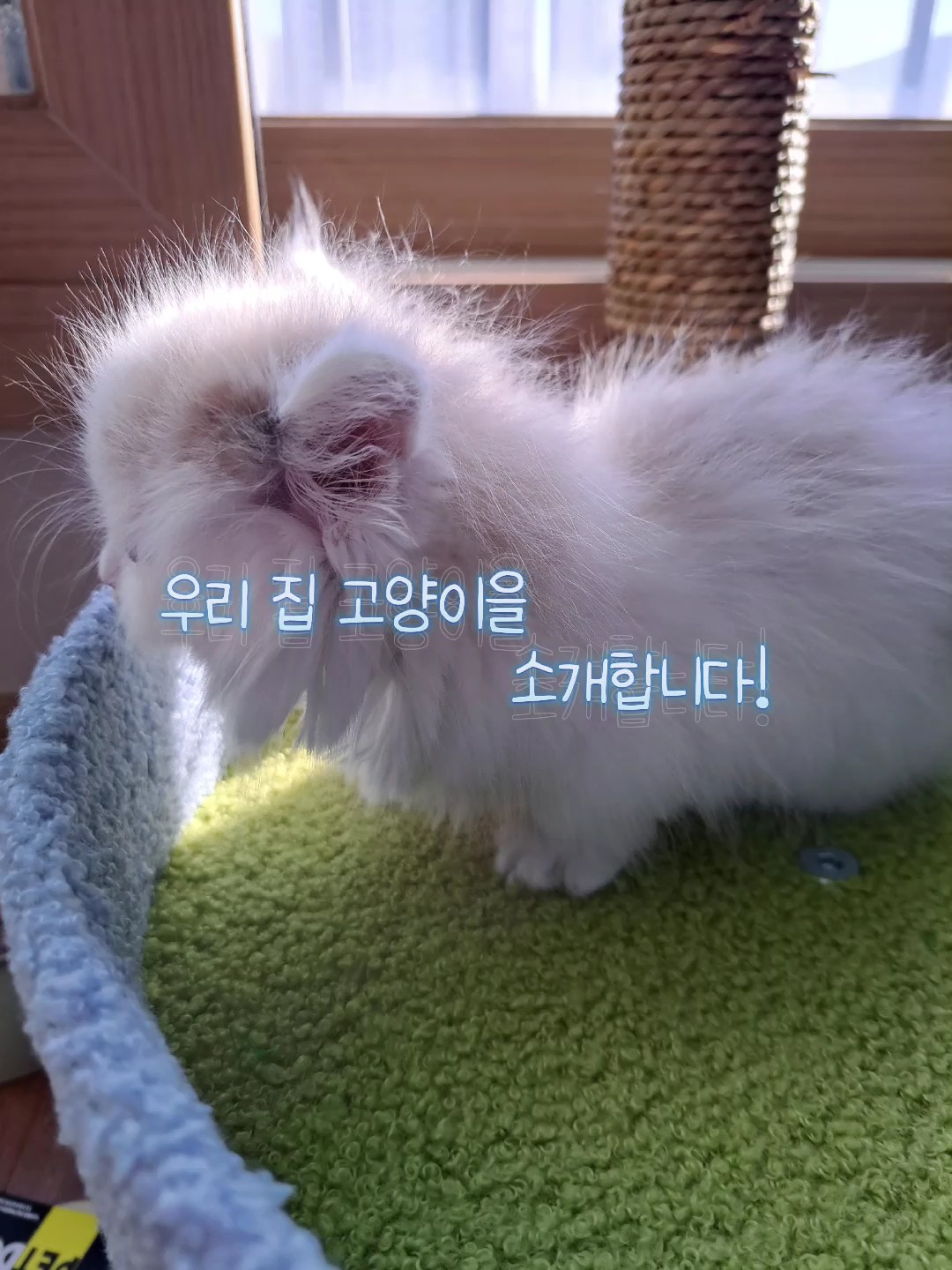 오늘 입양함