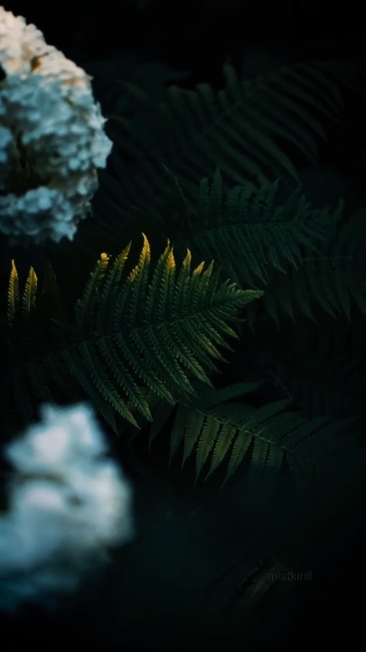 Cinematic Nature 