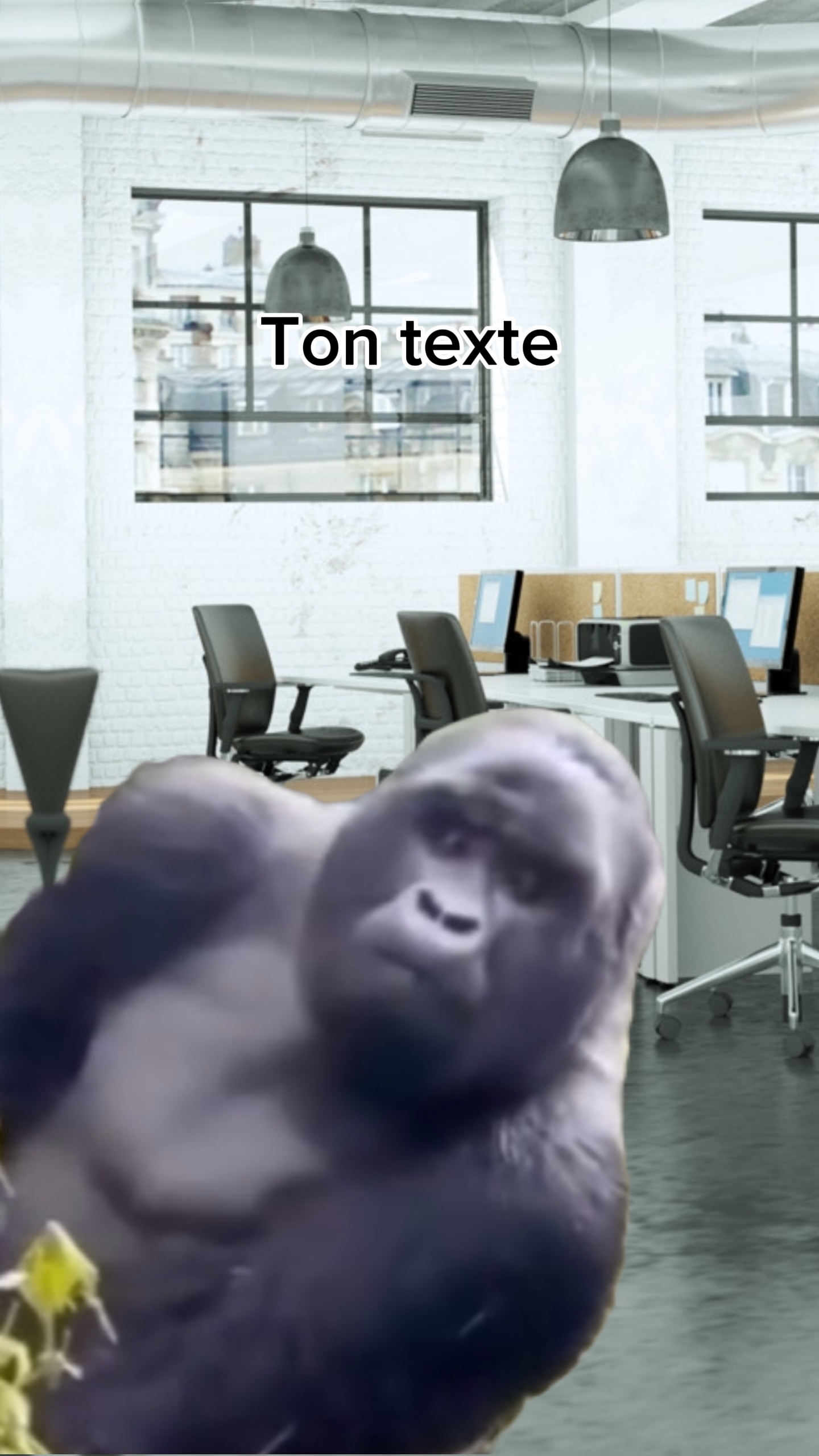 Gorille Curieux 