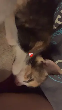 Mis gatitos💔🕊️