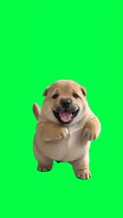Viatnemese Pop Puppy