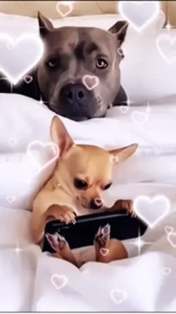 Dog Bad