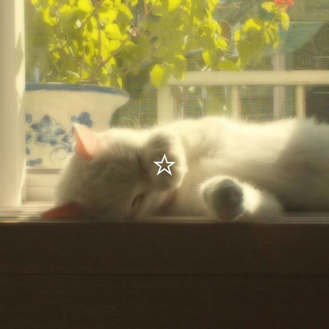 Yumuşak Fotoğraf
