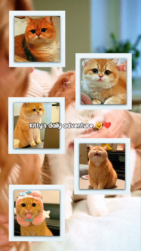 Memories with pet