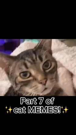 Part 7 of cat memes
