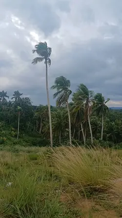 nature