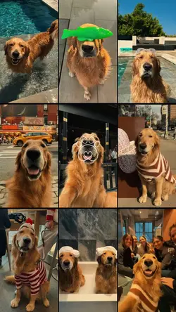 Dog dump photo