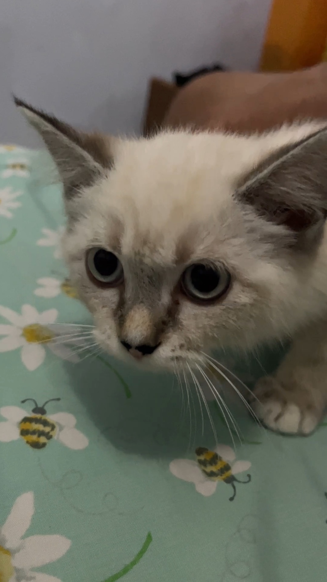 Kucing Milo / Kucing Milo