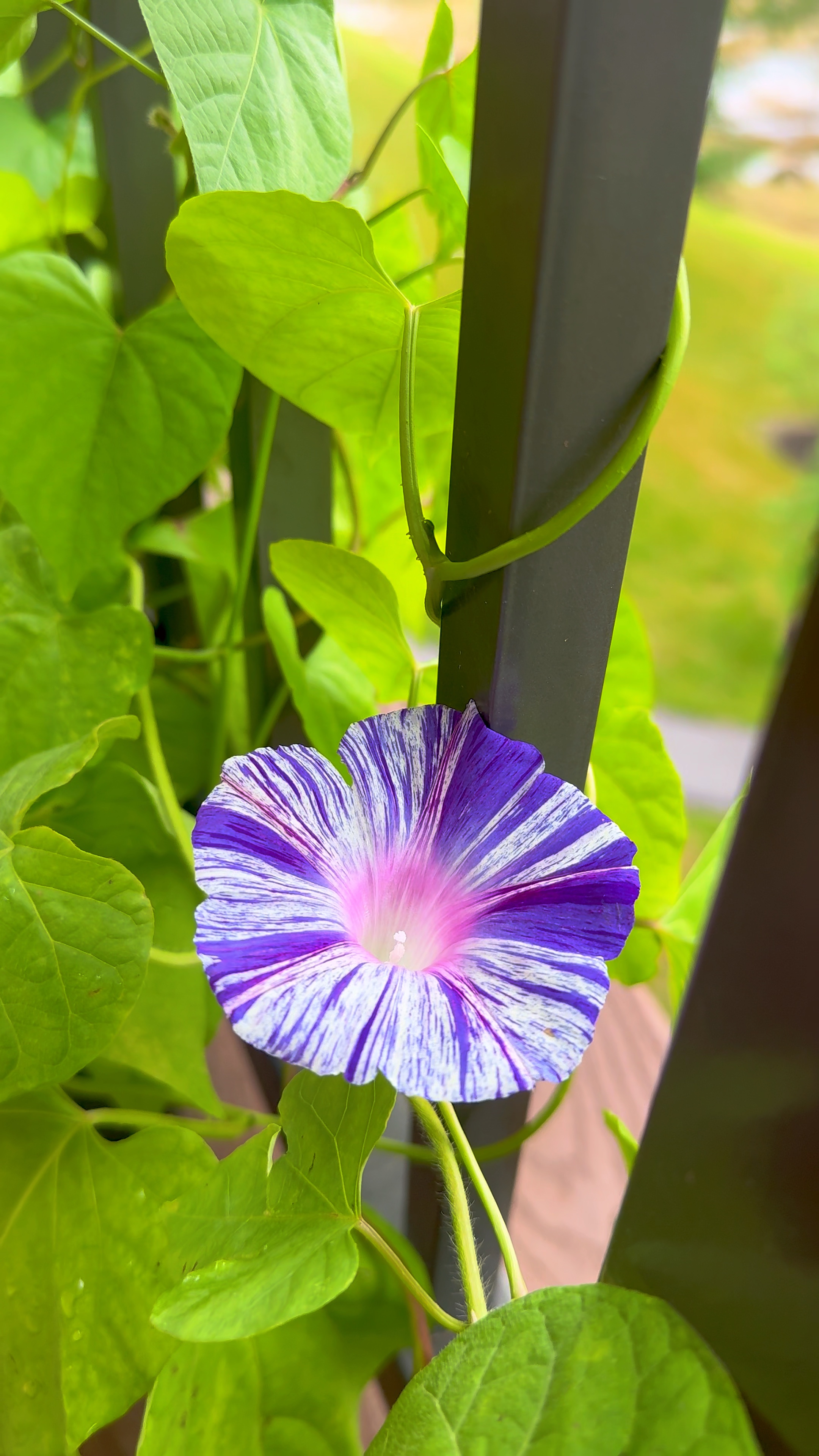 Pflanzenwachstum 🌱 