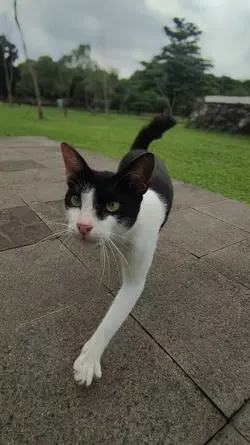 cat on park