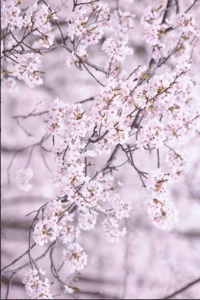 桜🌸