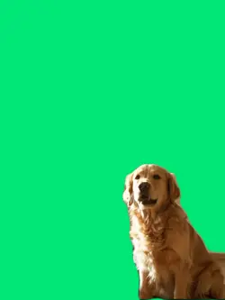 Konečně pes řekl pra